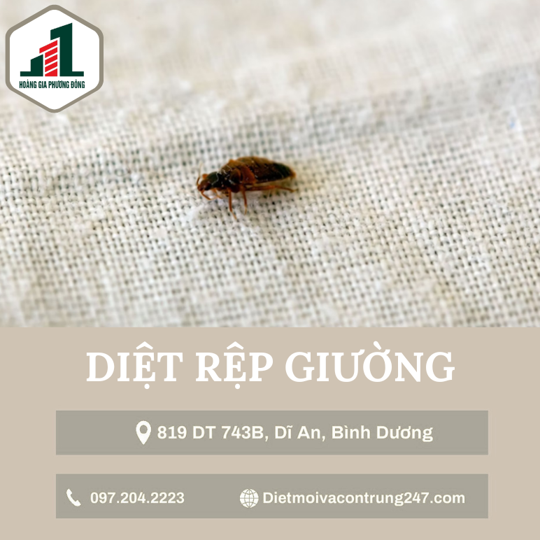 Diệt rệp giường